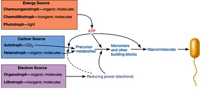 Diagram showing energy, electron, and carbon sources in microbial metabolism