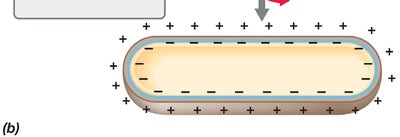 Oxidative phosphorylation and ATP synthesis
