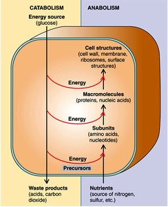 Diagram of catabolism and anabolism in a microbial cell
