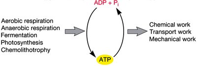 ATP cycle: synthesis and utilization