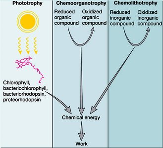 Comparison of phototrophy, chemoorganotrophy, and chemolithotrophy