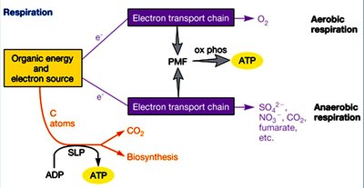 Diagram of respiration: electron transport chain and ATP synthesis