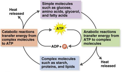Role of ATP in coupling catabolic and anabolic reactions