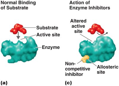Noncompetitive inhibition of enzymes