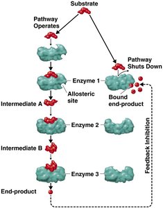 Feedback inhibition in metabolic pathways