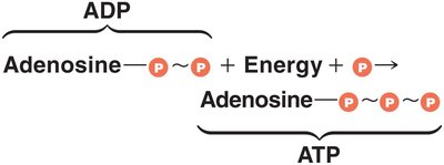 ATP generation by phosphorylation of ADP
