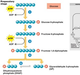 Preparatory stage of glycolysis