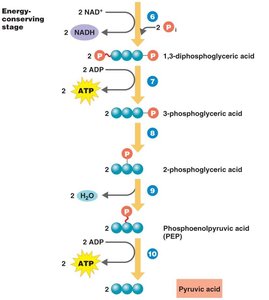 Energy-conserving stage of glycolysis
