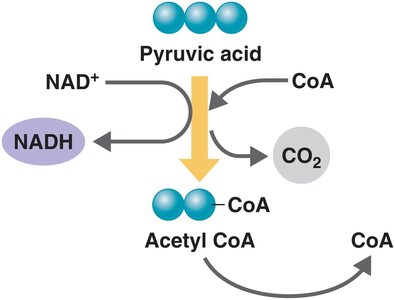 Conversion of pyruvic acid to acetyl CoA