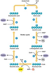 The Krebs cycle