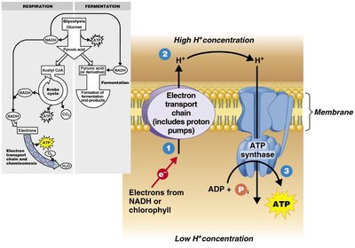 Electron transport chain and chemiosmosis
