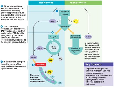 Overview of respiration and fermentation