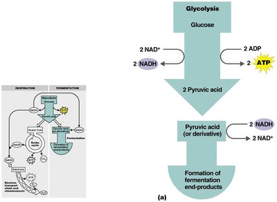 Fermentation pathway