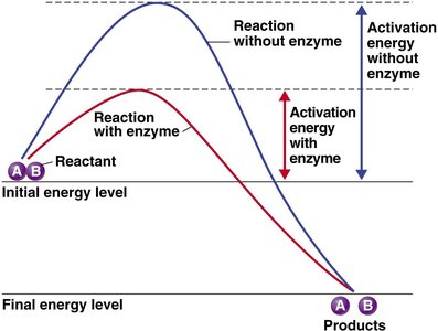 Energy requirements of a chemical reaction and the effect of enzymes