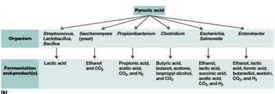 End-products of fermentation