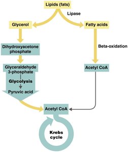 Lipid catabolism pathway