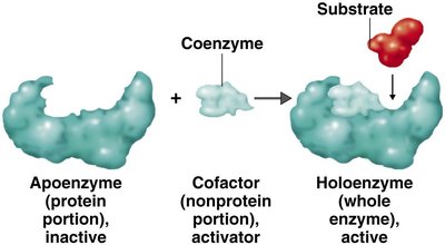 Components of a holoenzyme: apoenzyme, cofactor, coenzyme, substrate