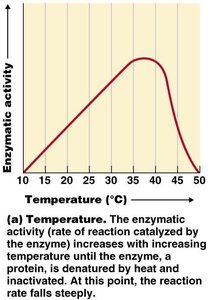 Effect of temperature on enzyme activity
