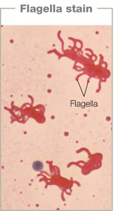 Flagella stain
