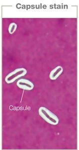 Capsule stain