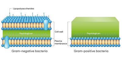 Gram-positive vs Gram-negative cell wall structure
