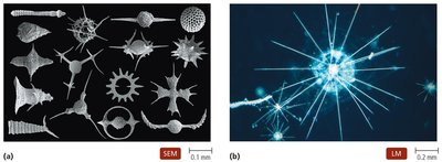 Radiolaria with ornate silica shells
