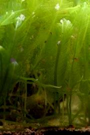 Green algae in aquatic environment