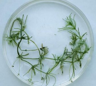 Green algae in a petri dish