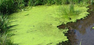 Green algae in a pond
