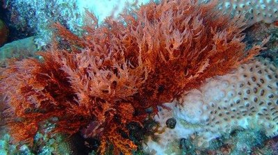 Red algae on a coral reef