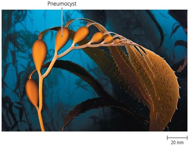 Giant kelp (Macrocystis), a brown alga