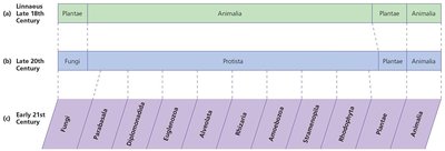 Changing classification of eukaryotes over the centuries