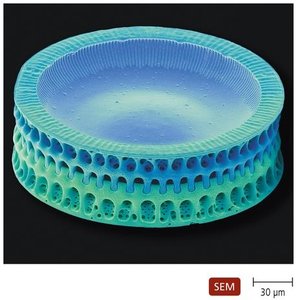 Diatom (Paralia sulcata) under SEM