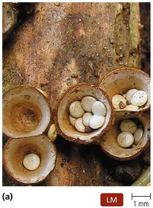 Basidiocarps (fruiting bodies) - bird's nest fungus