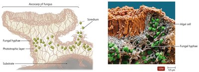 Lichen structure: cross-section showing fungal hyphae and algal cells