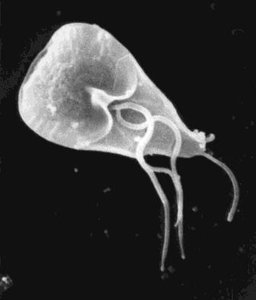 Giardia lamblia under electron microscope