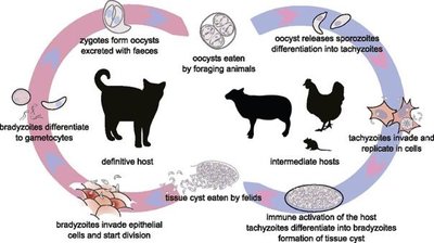 Toxoplasma gondii life cycle diagram