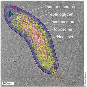 Labeled diagram of a bacterial cell showing outer membrane, peptidoglycan, inner membrane, ribosome, and nucleoid