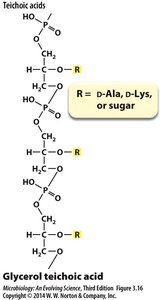 Structure of glycerol teichoic acid