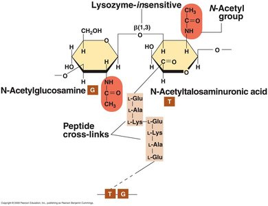 Diagram of lysozyme-insensitive pseudomurein structure