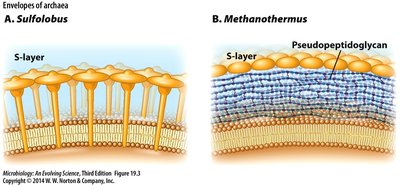 Diagram of archaeal envelopes showing S-layer and pseudomurein