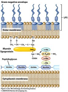 Structure of lipopolysaccharide (LPS)