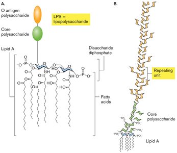 Diagram of Gram-negative cell envelope with LPS, porins, and peptidoglycan