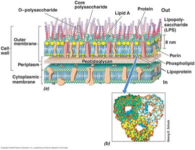 Structure and function of Braun's lipoprotein in Gram-negative bacteria