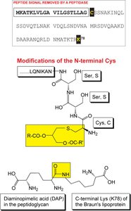 Diagram showing modifications of N-terminal cysteine in Braun's lipoprotein