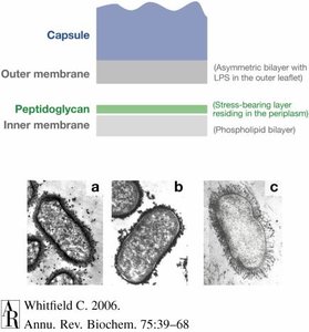 Diagram and micrographs showing capsule structure and visualization