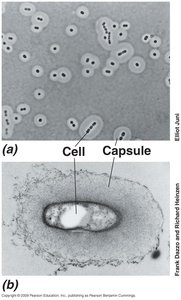 Table of diverse capsule compositions