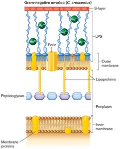 Diagram of Gram-negative envelope showing S-layer, LPS, porin, outer membrane, peptidoglycan, periplasm, and inner membrane