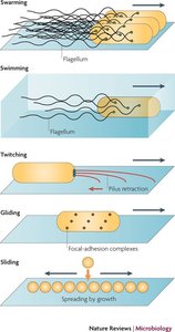 Diagram of flagella arrangements