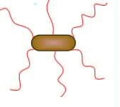 Structure of prokaryotic flagellum